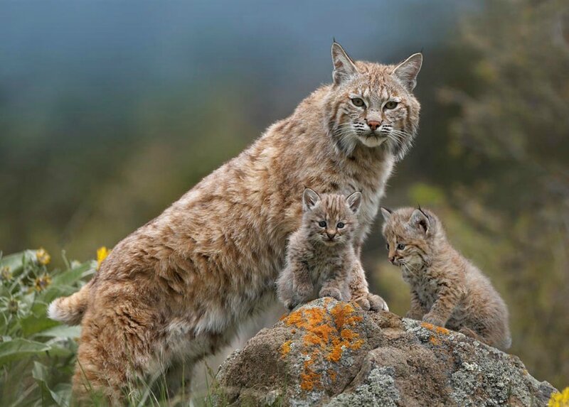 Lynx Mother with Cubs — Brown