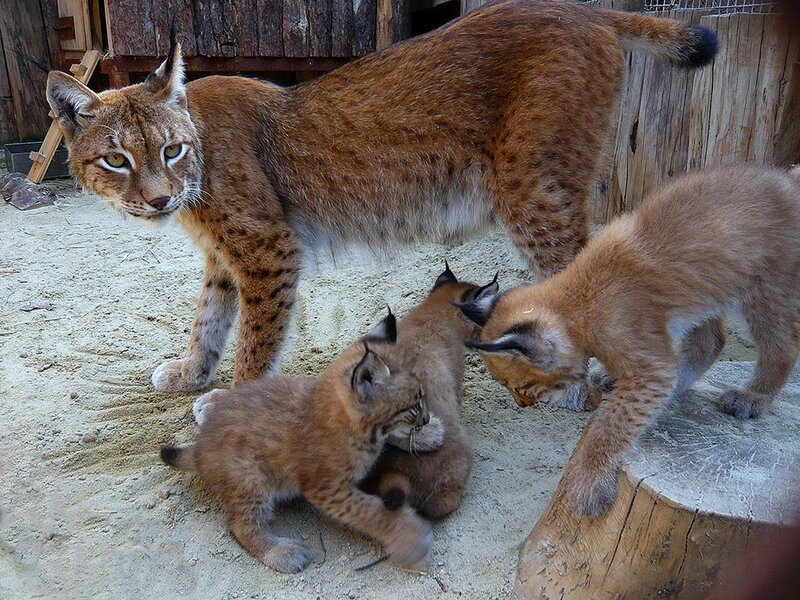 Lynx Mother with Cubs
