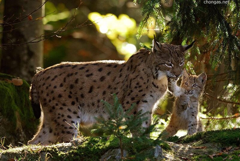 Lynx mother with her cub