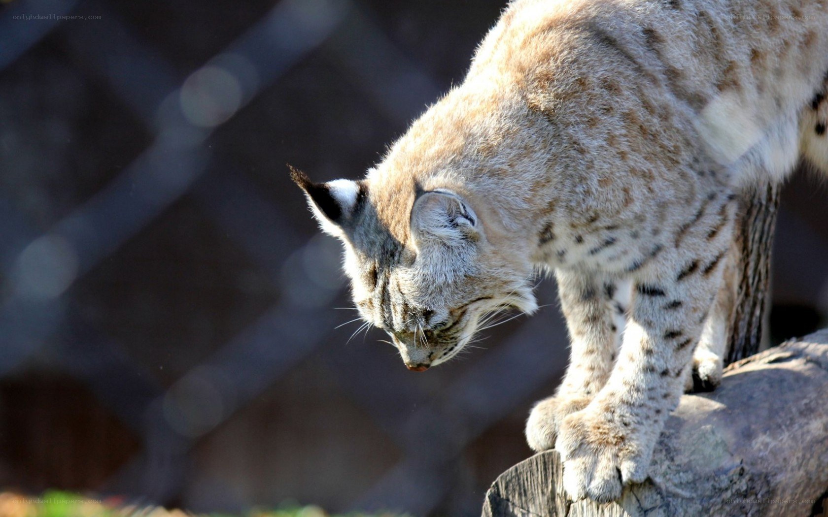 Lynx on a log