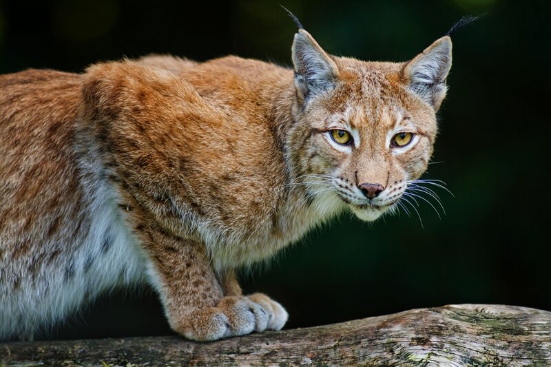 Lynx on a Log — Brown, Alert, Photograph