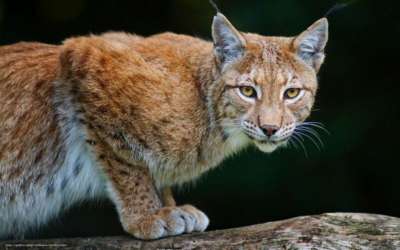 Lynx on a Log — Brown, Alert
