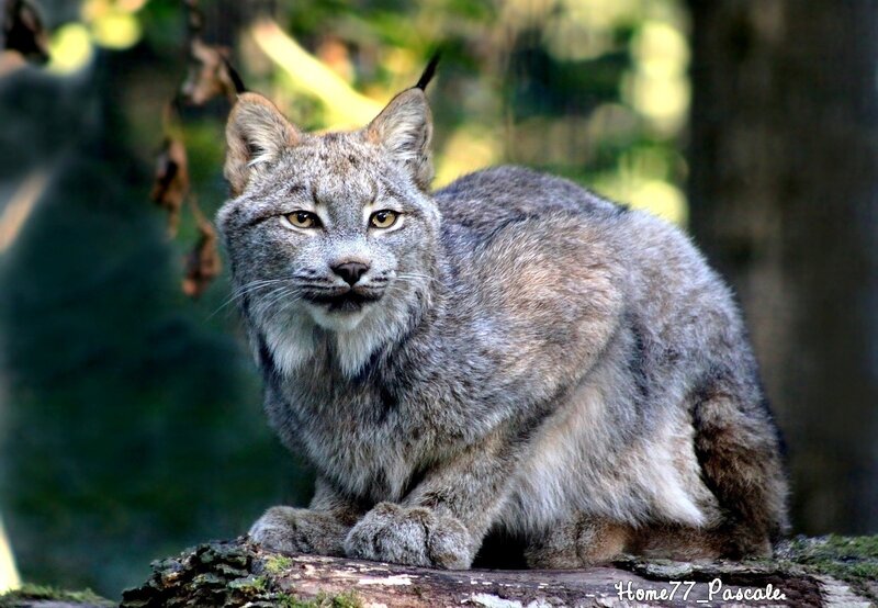 Lynx on a Log — Gray, Alert