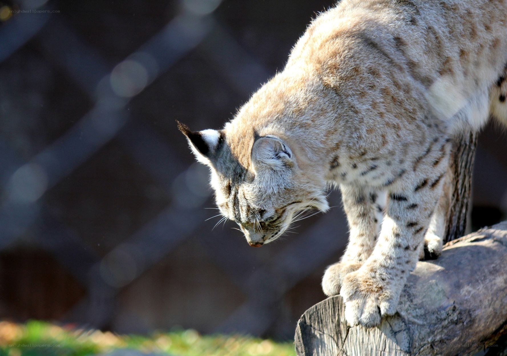 Lynx on a log