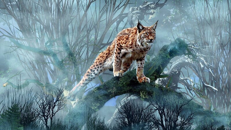 Lynx on a Mossy Branch