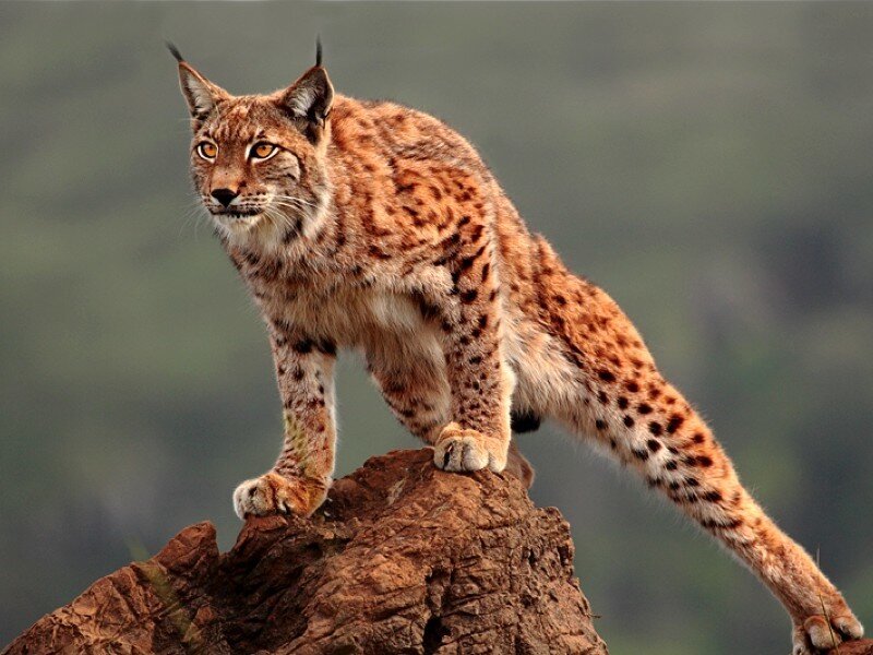 Lynx on a rock