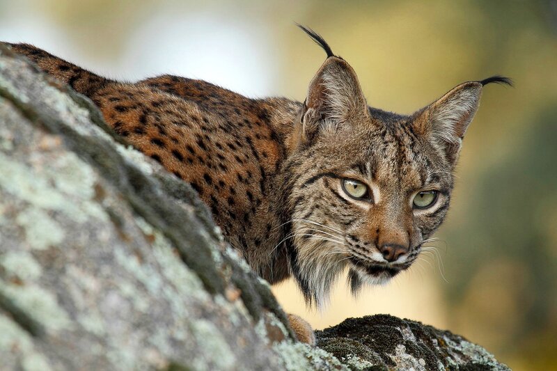 Lynx on a Rock — Brown