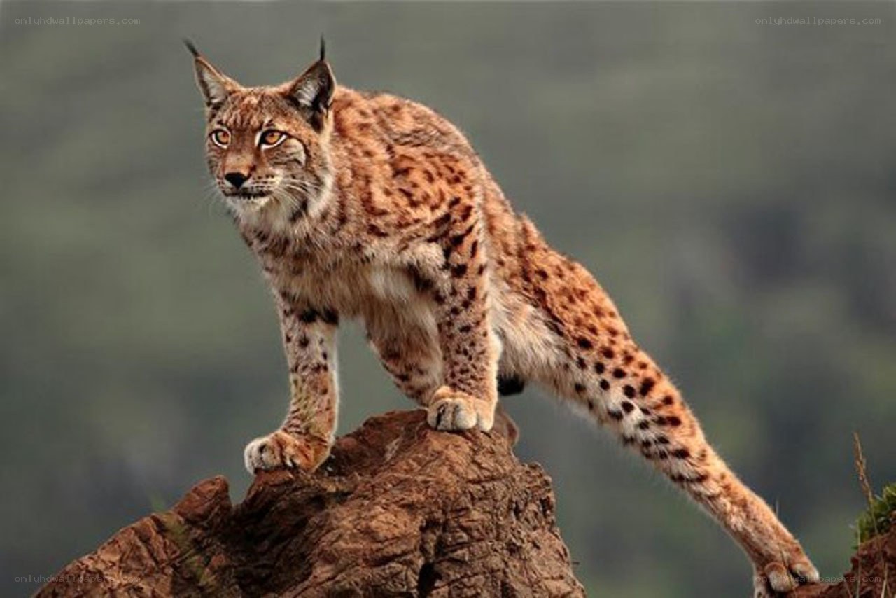 Lynx on a rocky outcrop