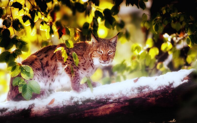 Lynx on a snowy branch