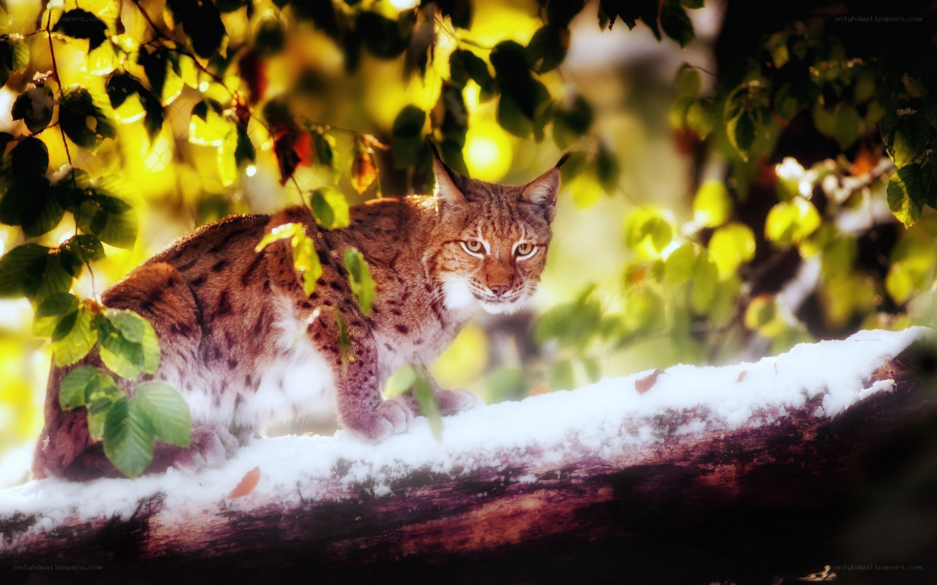 Lynx on a snowy branch