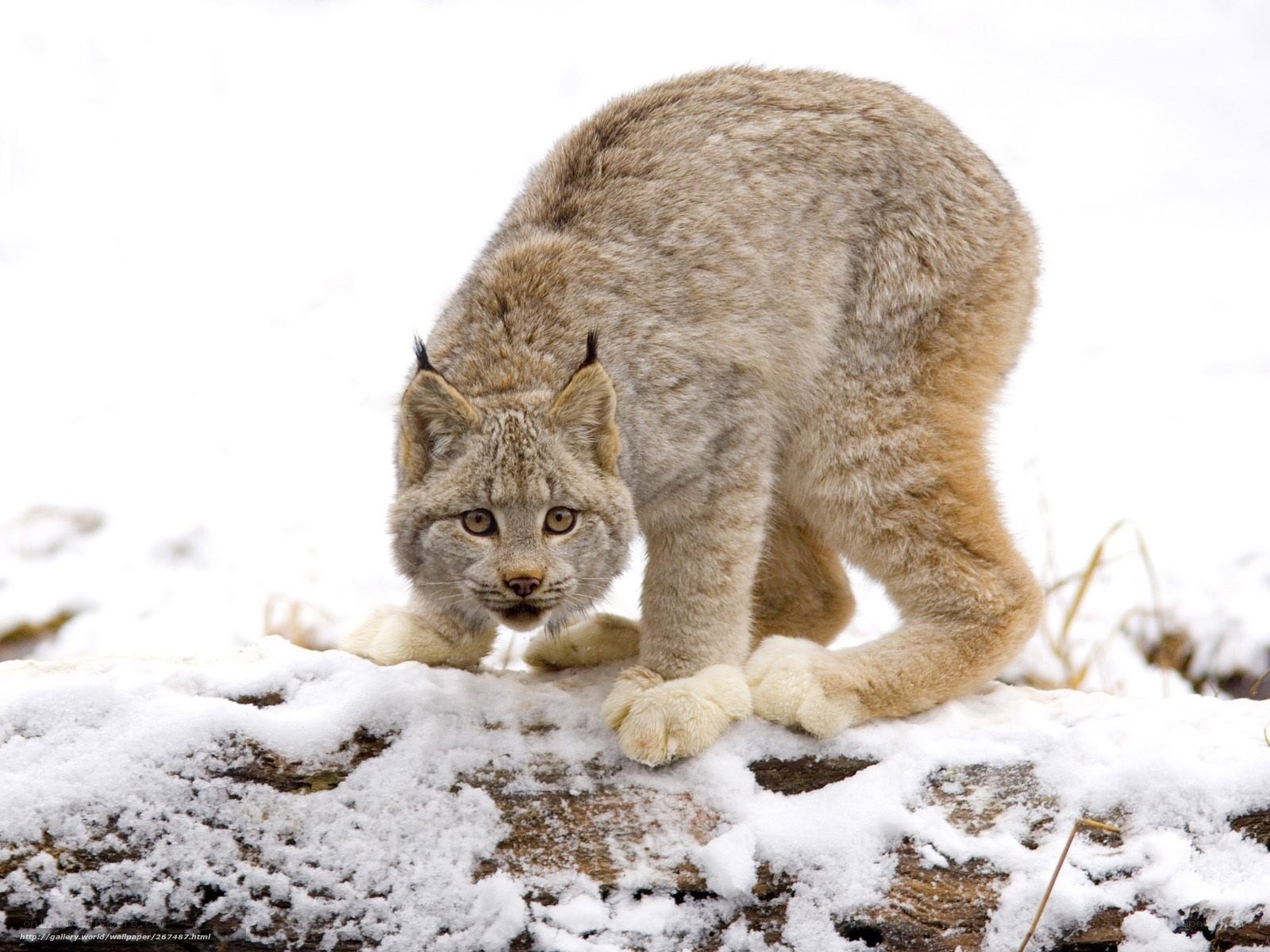 Lynx on a snowy log