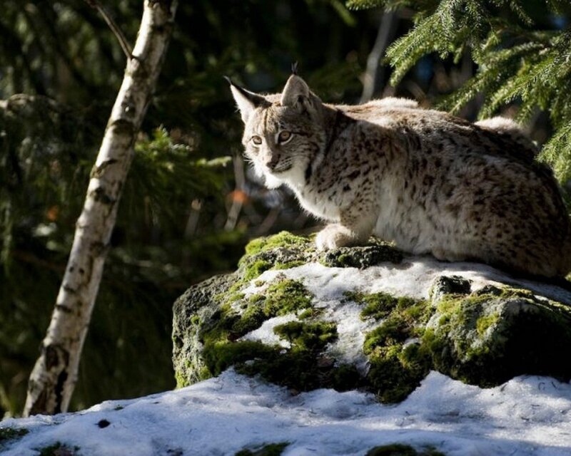 Lynx on a snowy rock