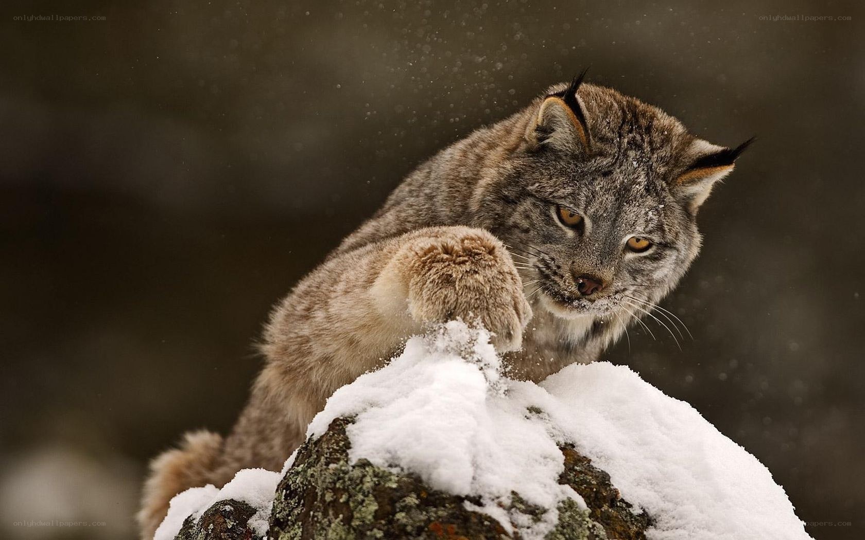 Lynx on a snowy rock