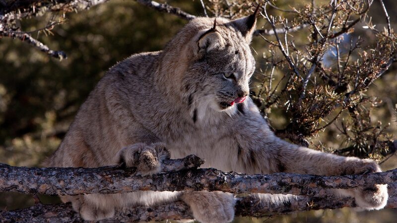 Lynx on a tree branch
