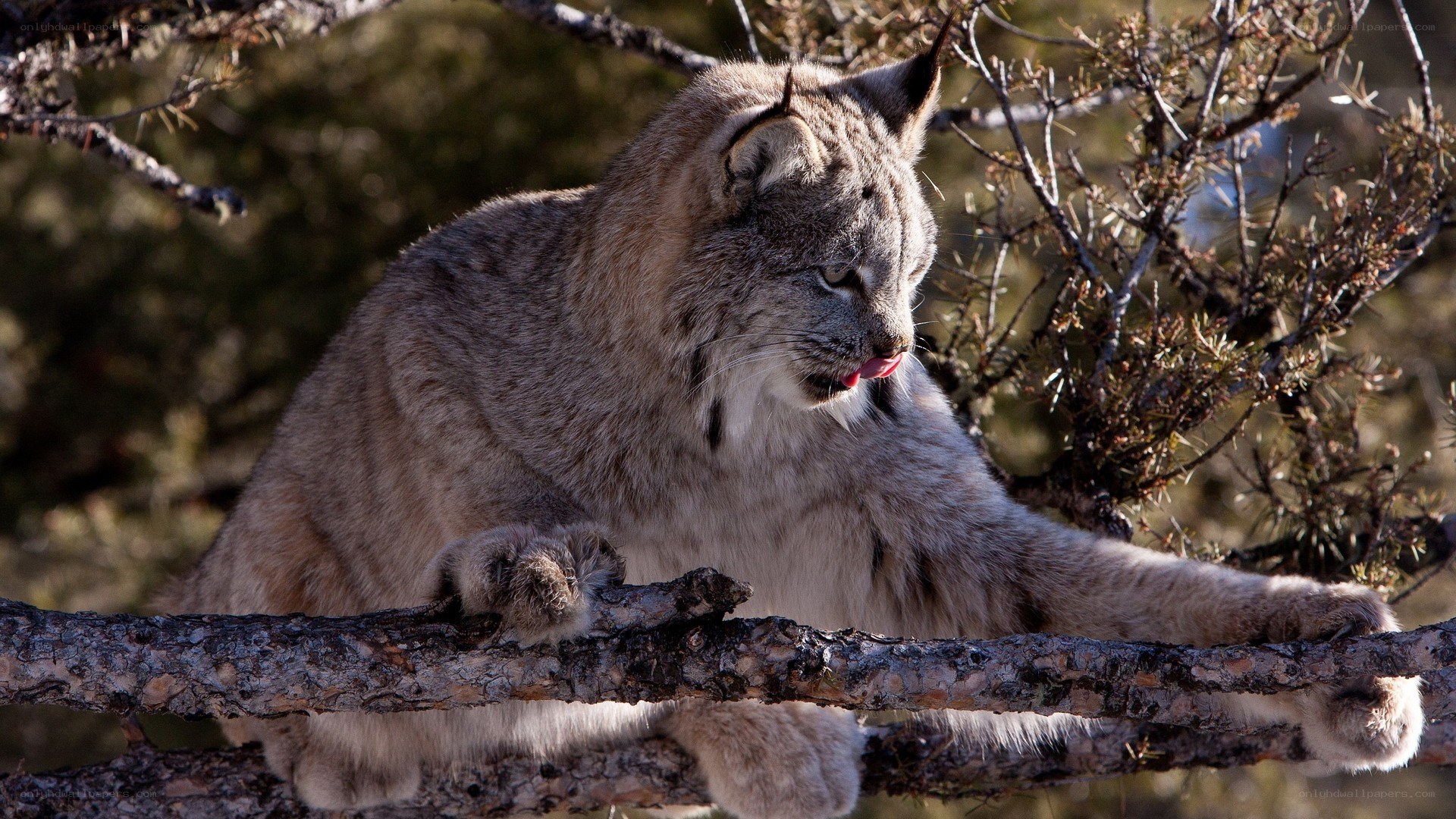 Lynx on a tree branch