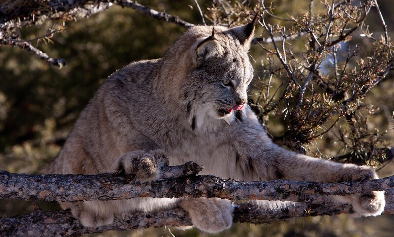 Lynx on a tree branch