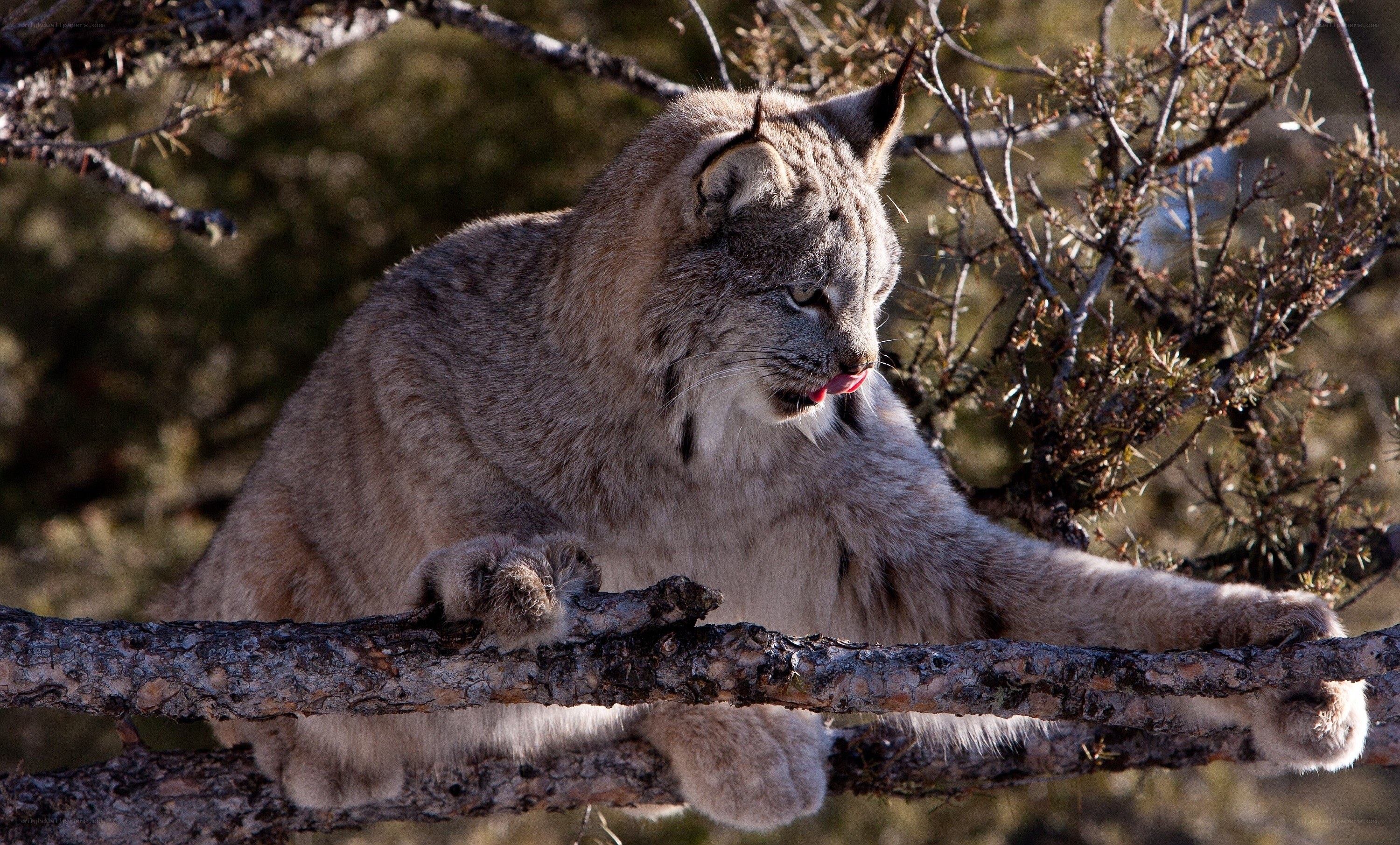 Lynx on a tree branch