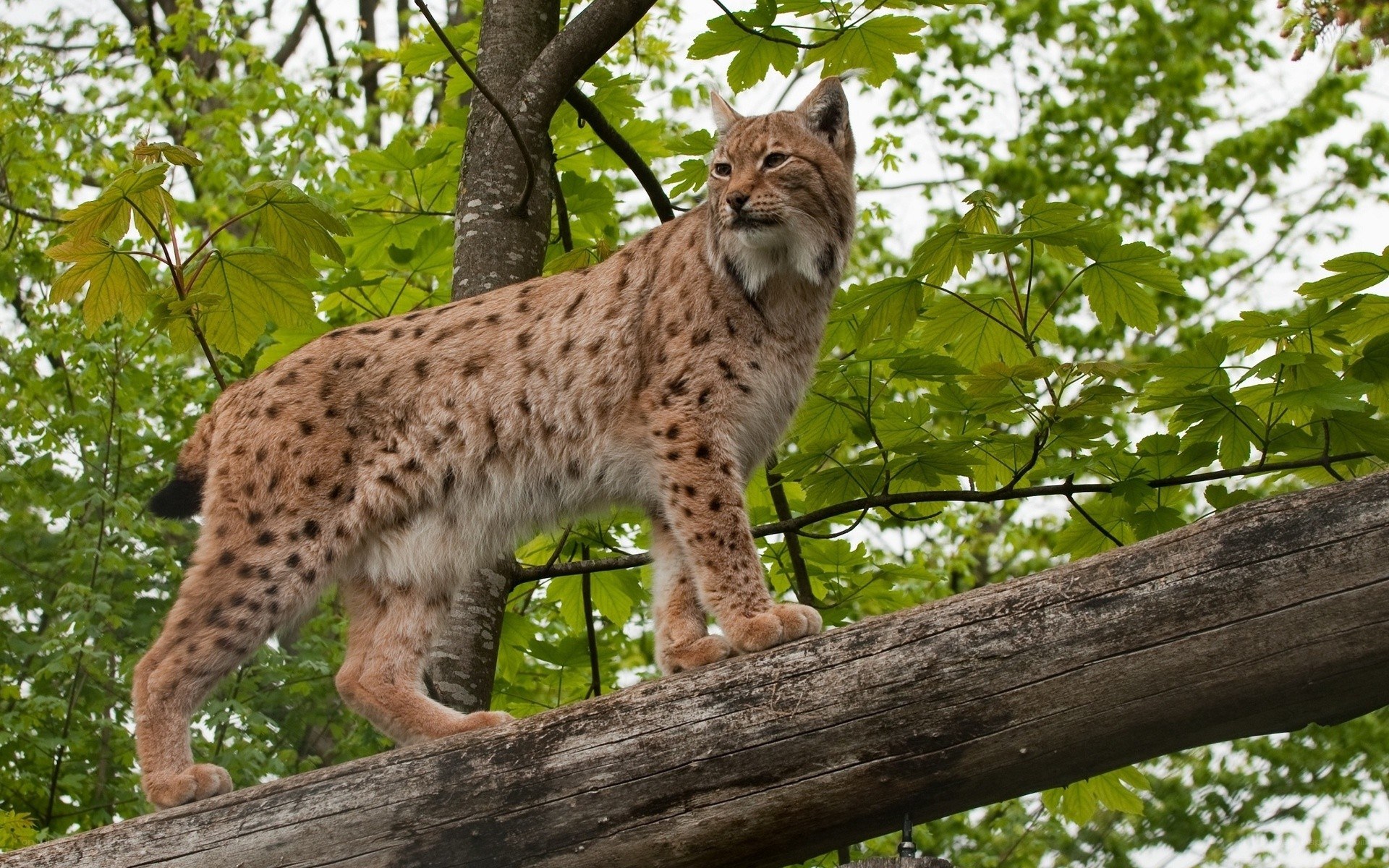 Lynx on a tree branch