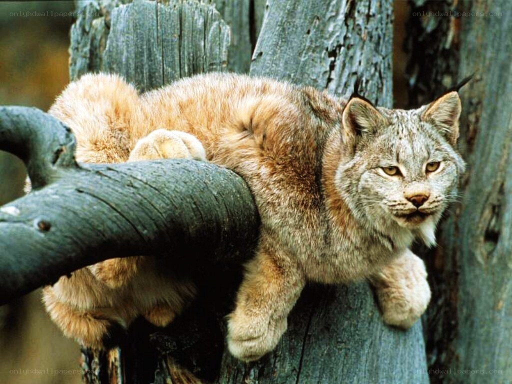Lynx on a tree branch