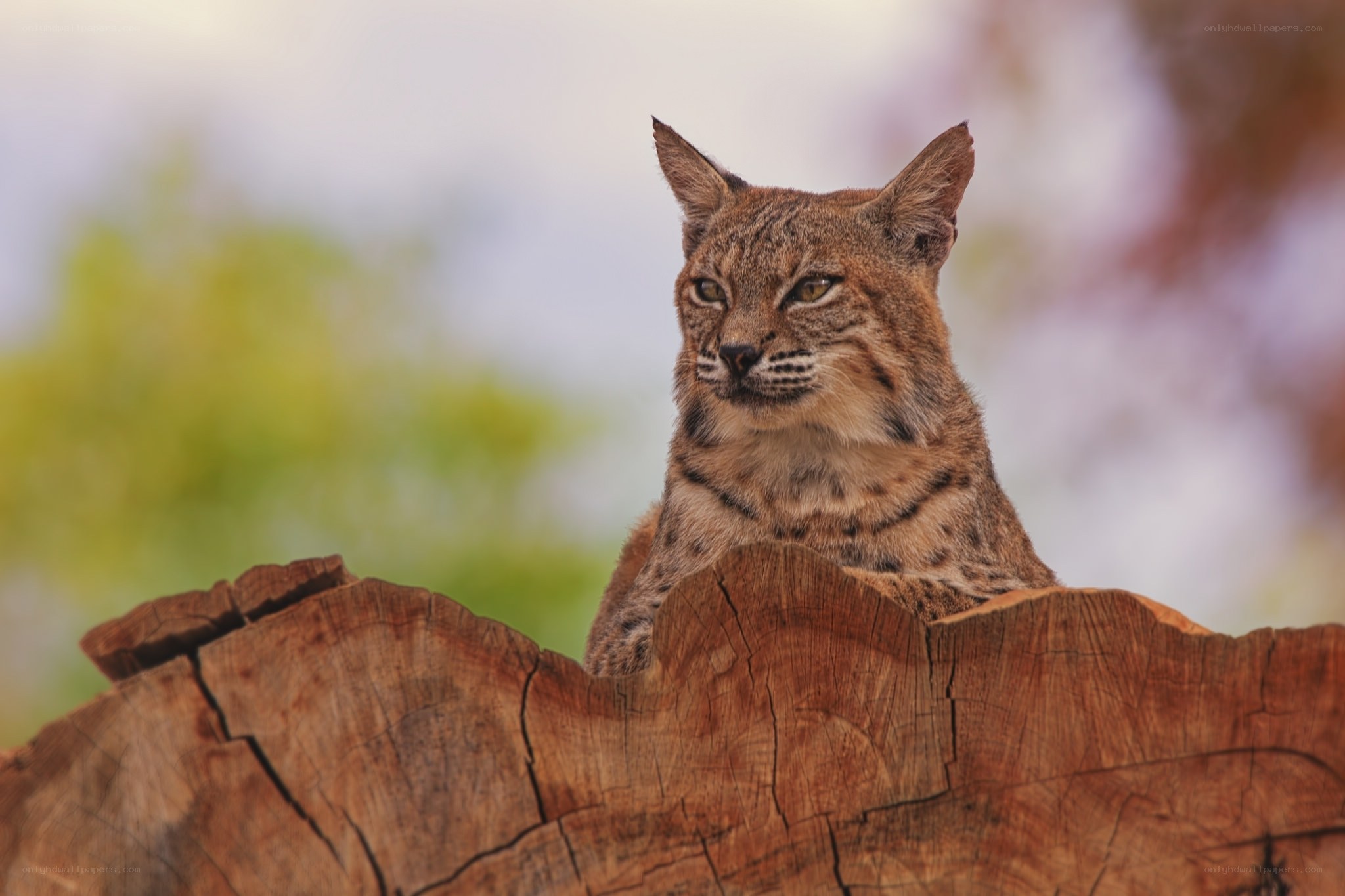 Lynx on a tree stump