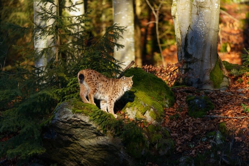 Lynx on Mossy Rock — Green, Natural