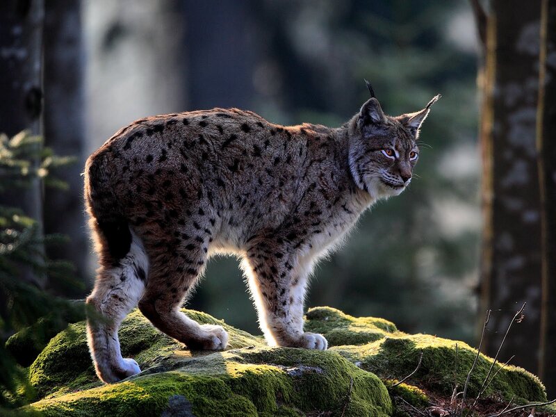 Lynx on Mossy Rock — Green
