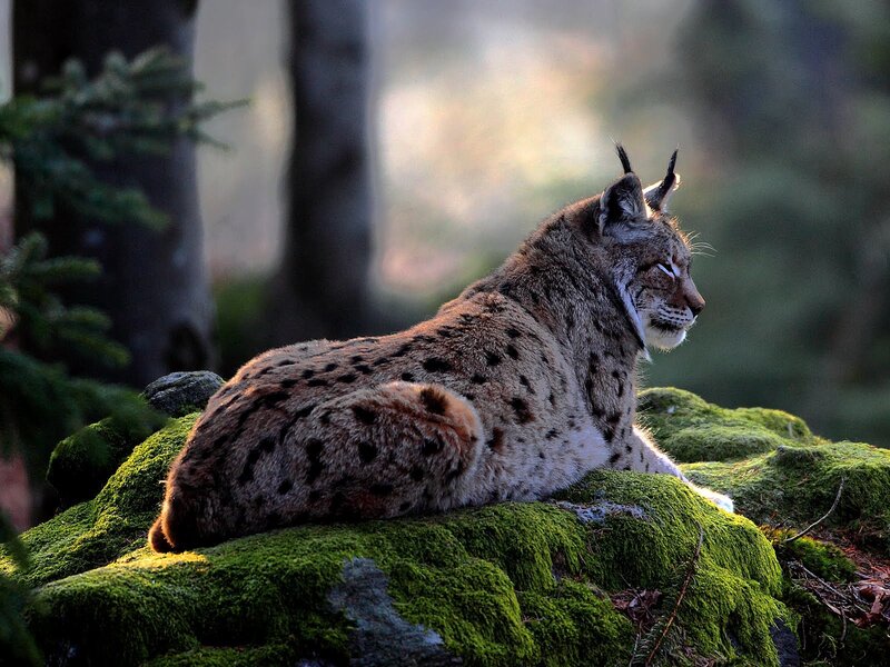 Lynx on Mossy Rock