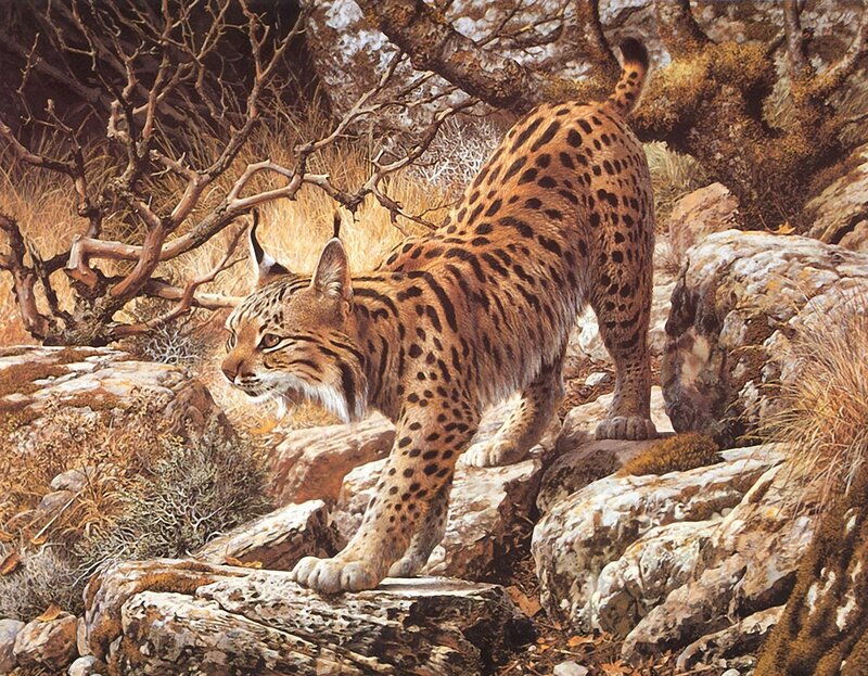 Lynx on Rocky Terrain — Brown