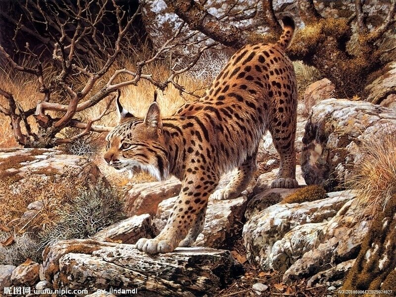 Lynx on rocky terrain