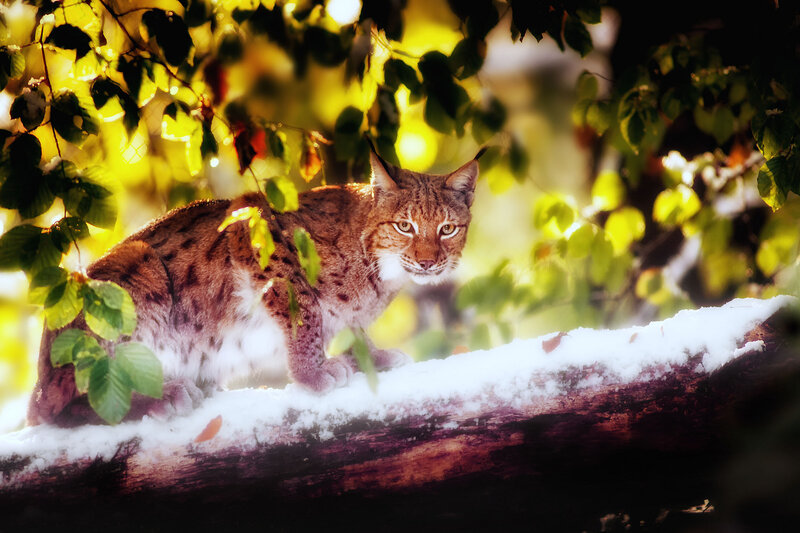 Lynx on Snowy Branch — Brown, Alert