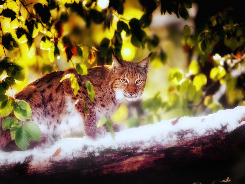 Lynx on Snowy Branch — Brown