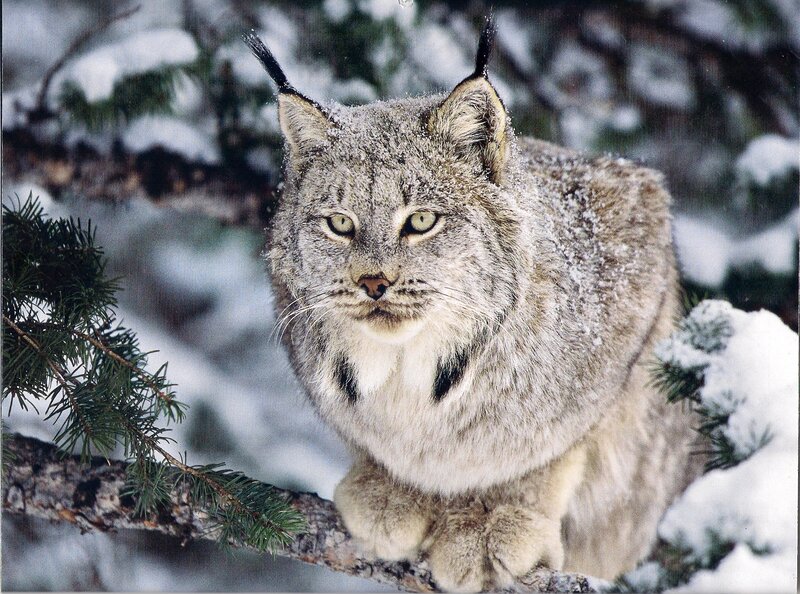 Lynx on Snowy Branch