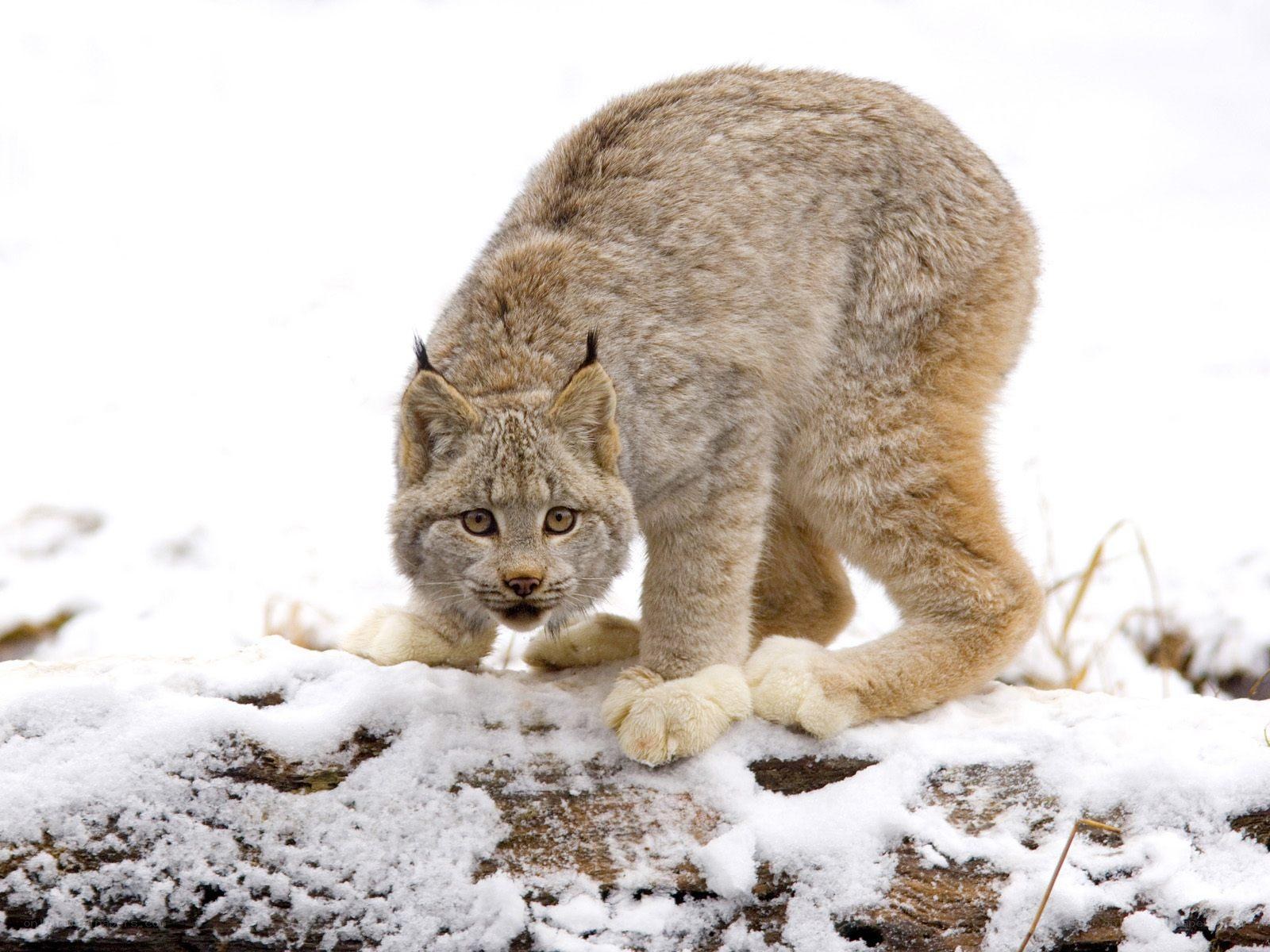 Lynx on snowy log