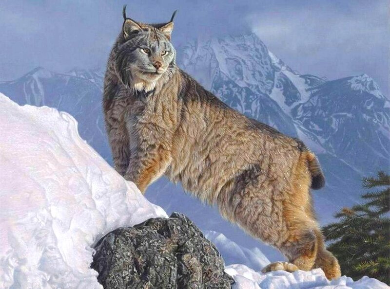 Lynx on Snowy Mountain