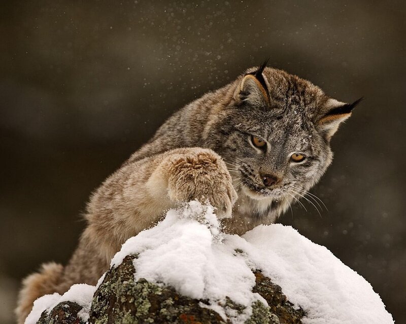 Lynx on Snowy Rock — Gray