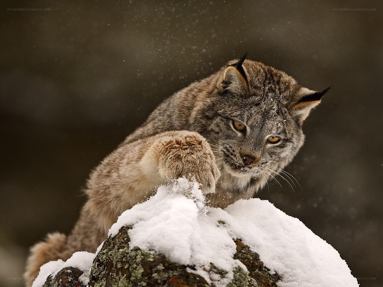 Lynx on snowy rock