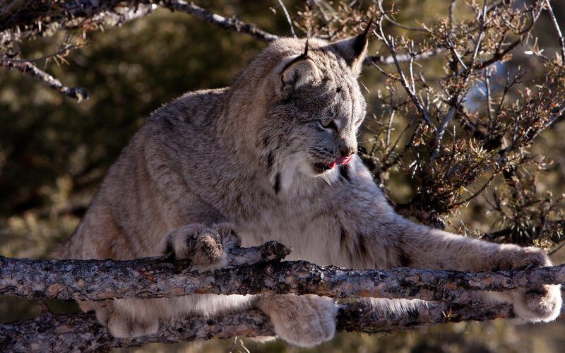 Lynx on Tree Branch — Brown, Alert, Afternoon