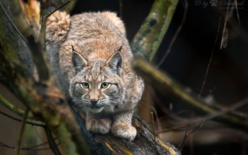 Lynx on Tree Branch — Brown, Alert