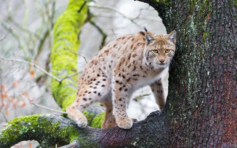 Lynx on Tree Branch — Brown