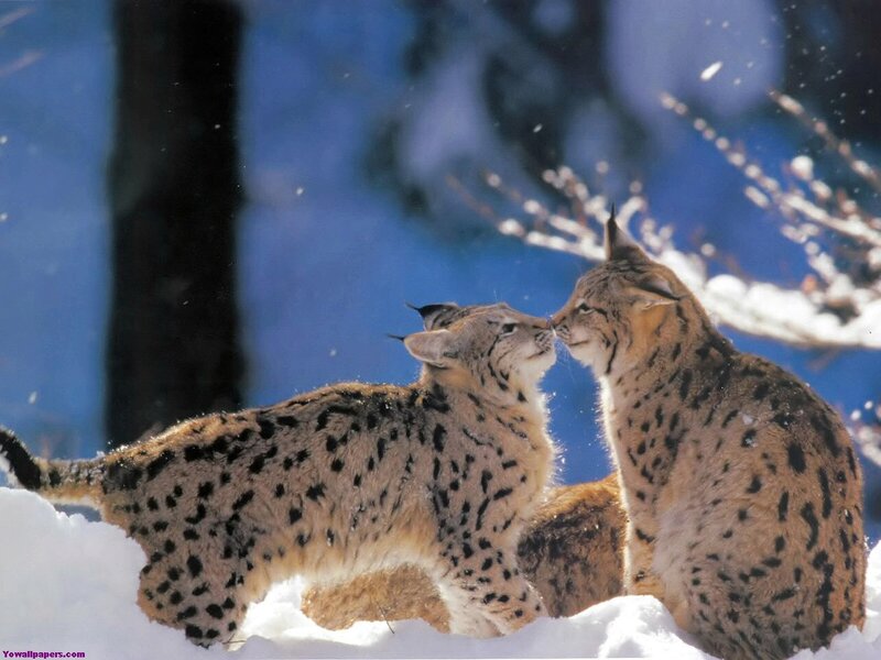 Lynx pair in snow