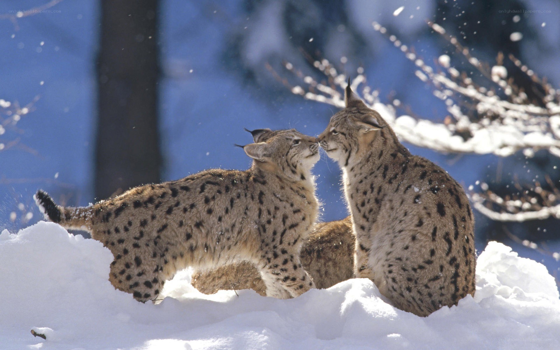 Lynx pair in snowy forest