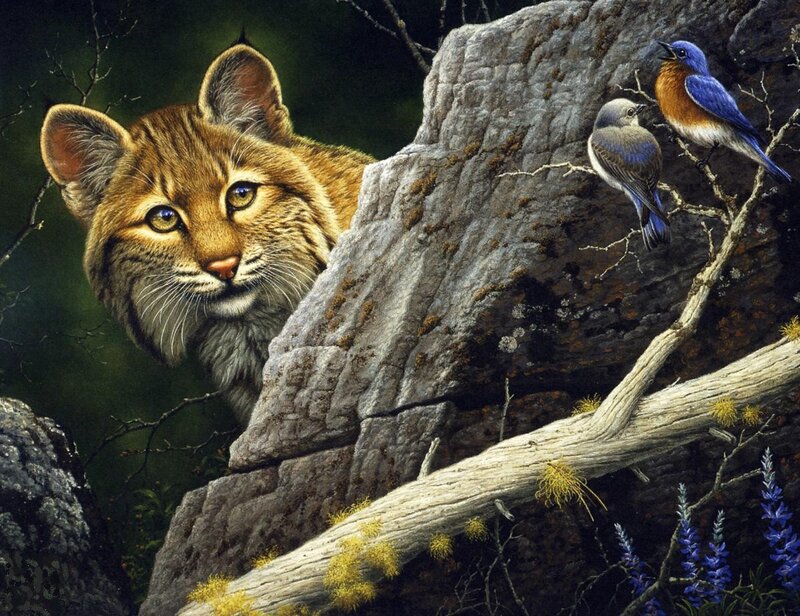 Lynx Peeking from Rock — Brown