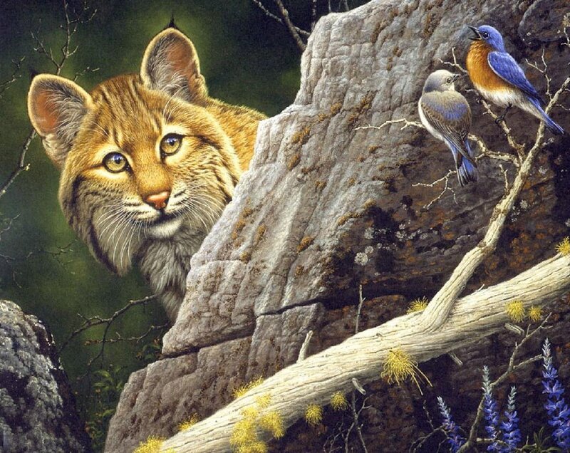 Lynx Peeking from Rock