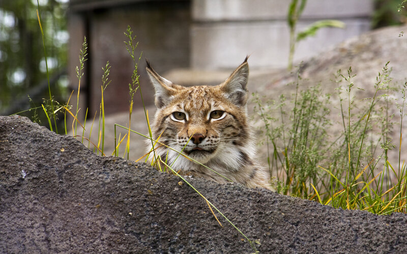 Lynx peeking over a rock