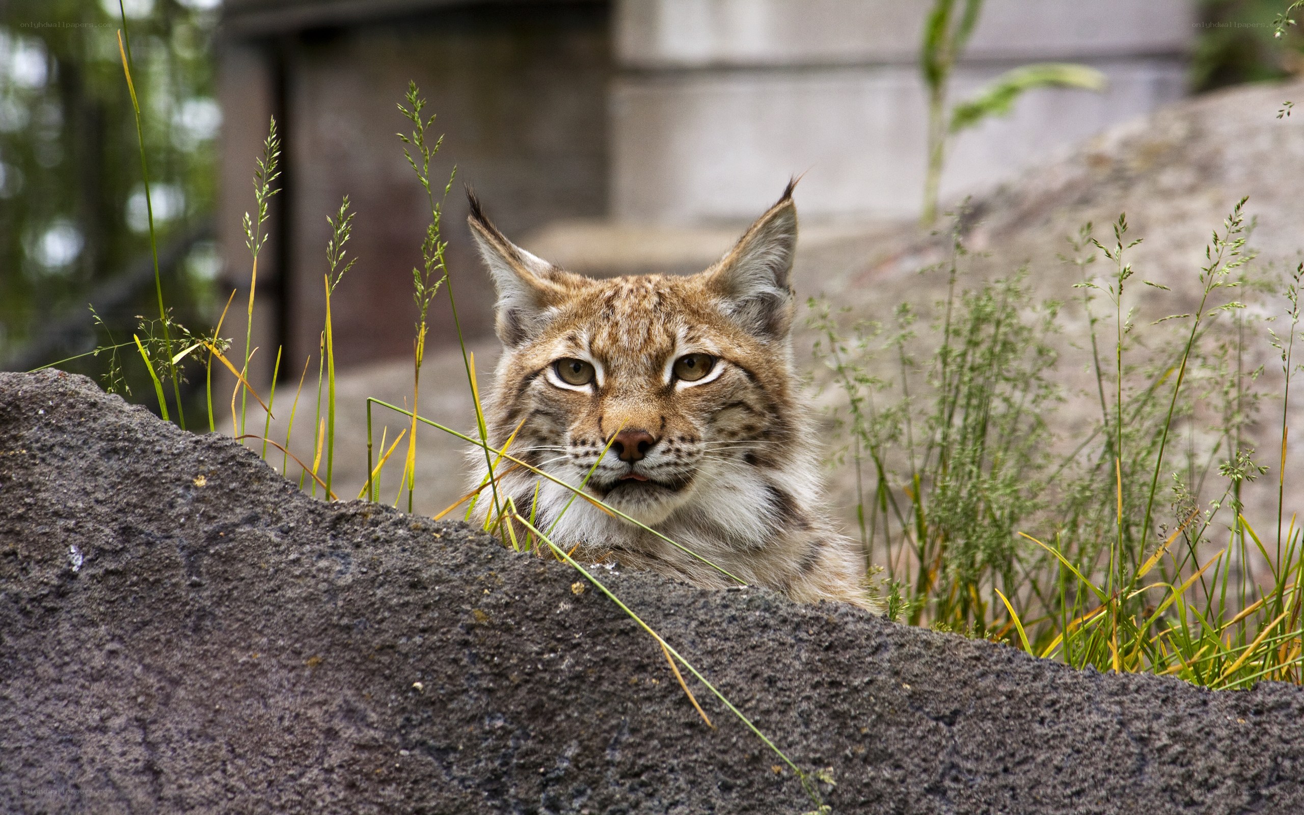 Lynx peeking over a rock