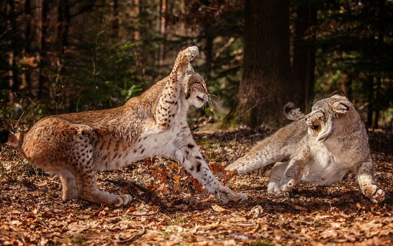 Lynx playing in forest
