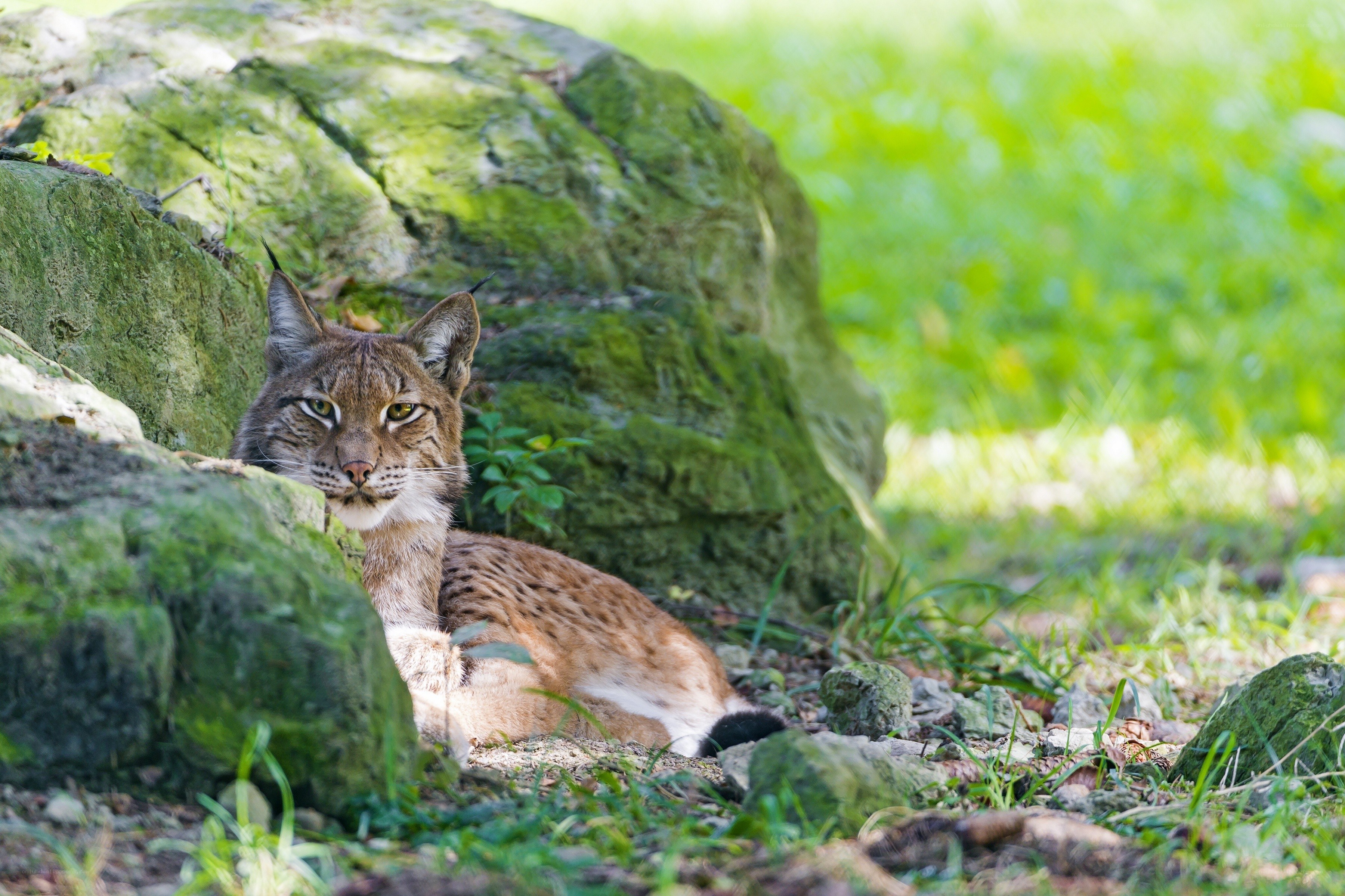 Lynx resting by mossy rocks