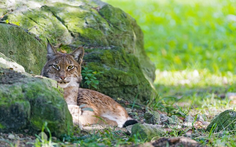 Lynx Resting by Rocks
