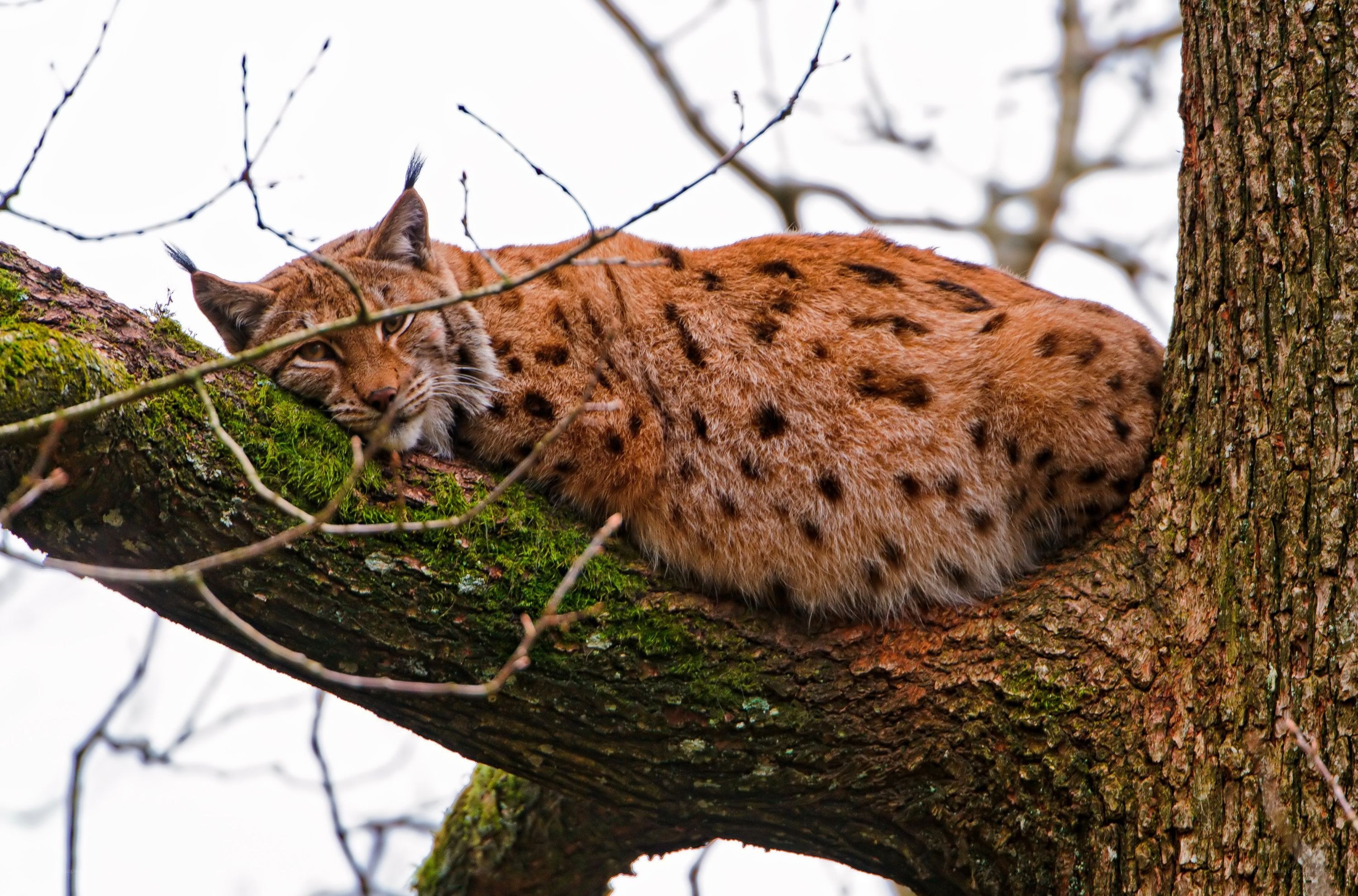 Lynx resting in a tree