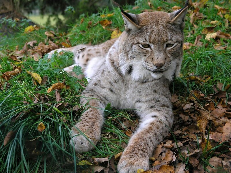 Lynx resting in autumn leaves
